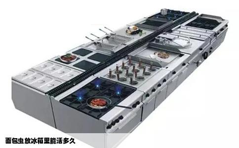 面包虫放冰箱里能活多久